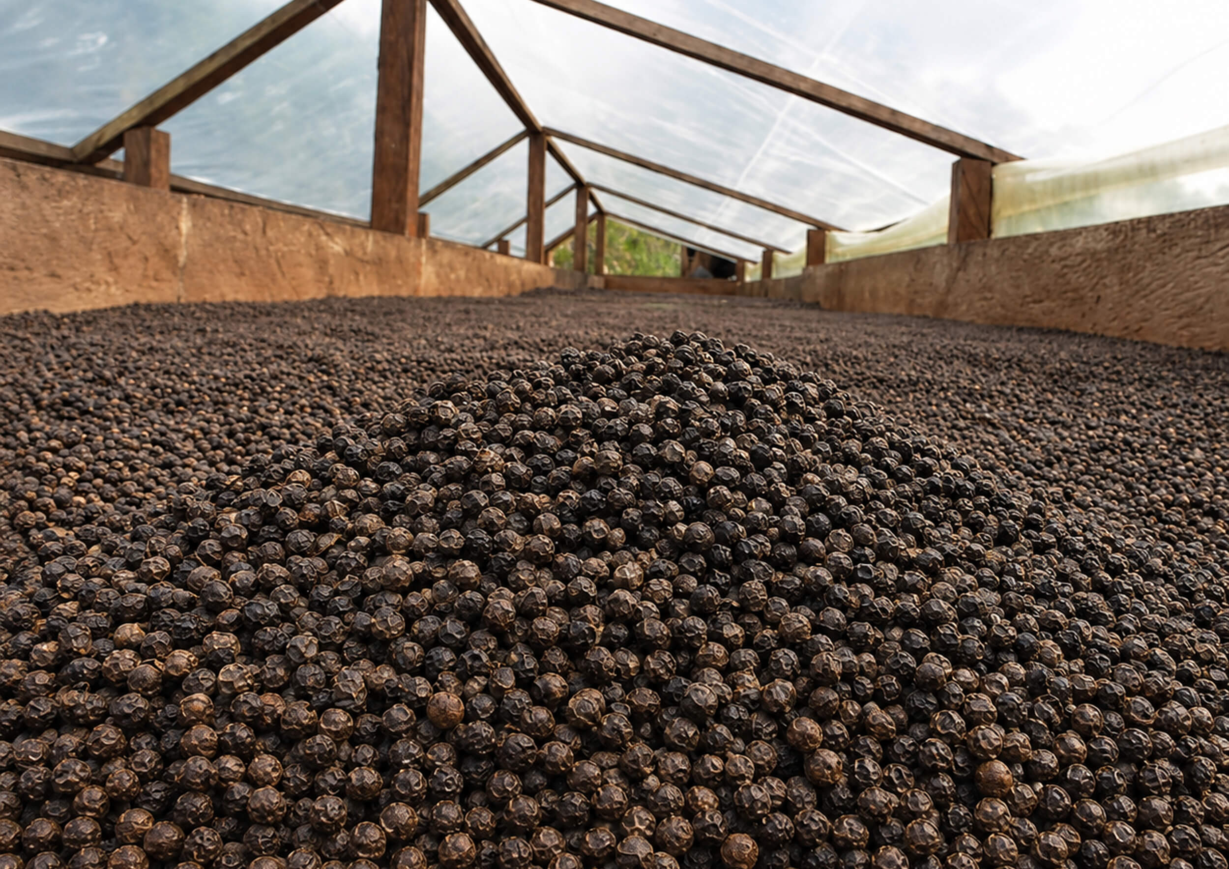 Black Pepper
