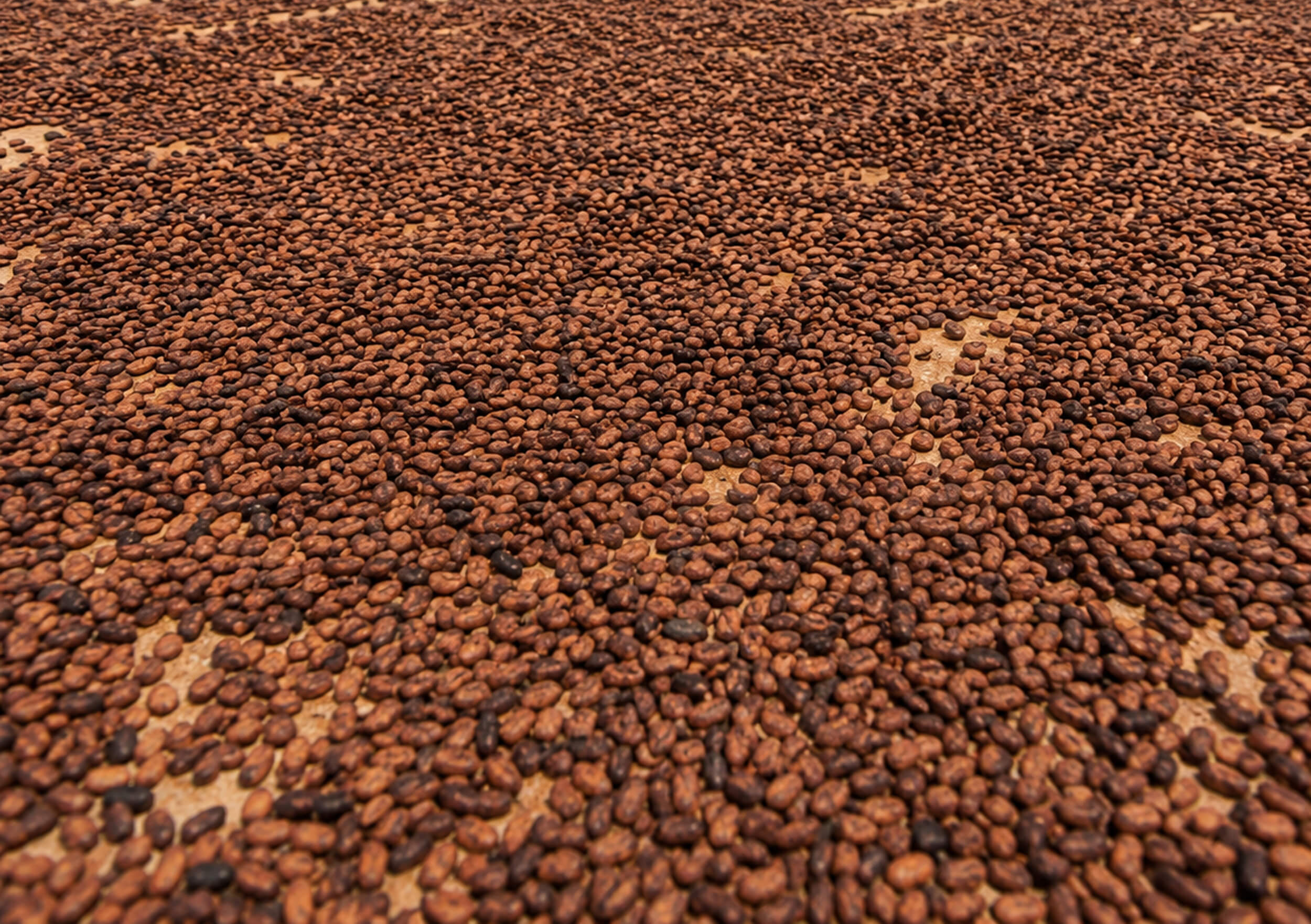 Cocoa Beans